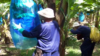 Eco-Friendly Solutions: The Rise of…